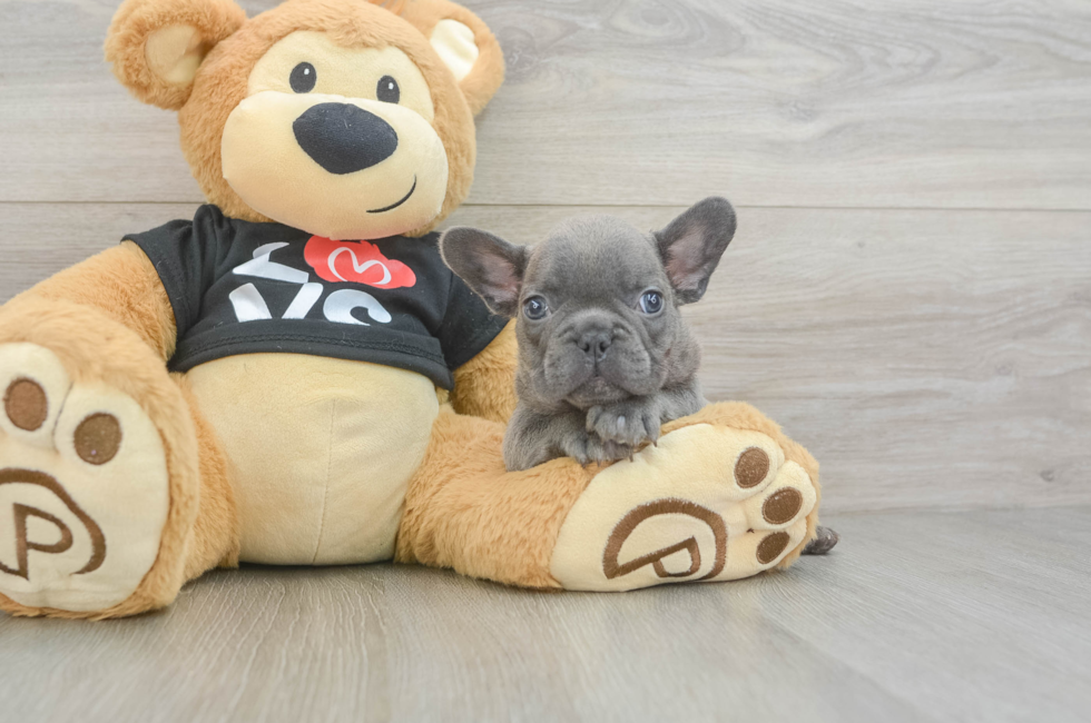 7 week old French Bulldog Puppy For Sale - Premier Pups