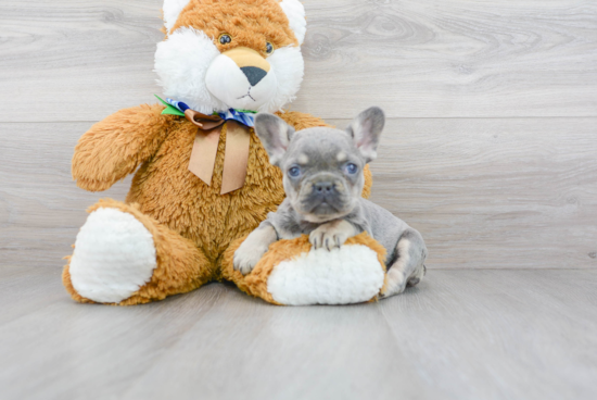 Petite Frenchie Purebred Puppy