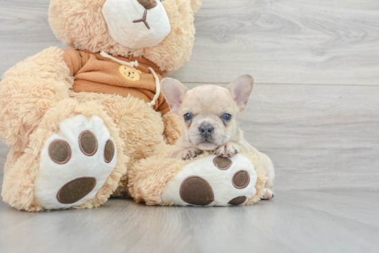 Best French Bulldog Baby