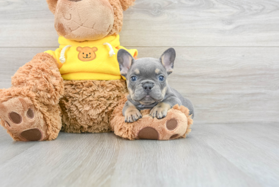 Best French Bulldog Baby