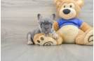 French Bulldog Puppy for Adoption