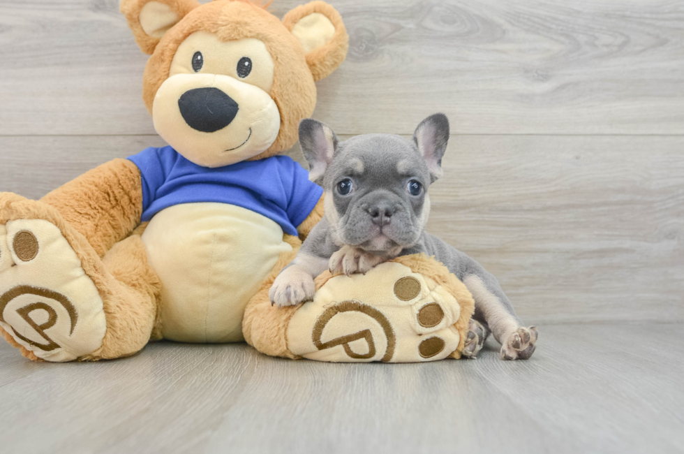 8 week old French Bulldog Puppy For Sale - Premier Pups