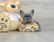 6 week old French Bulldog Puppy For Sale - Premier Pups