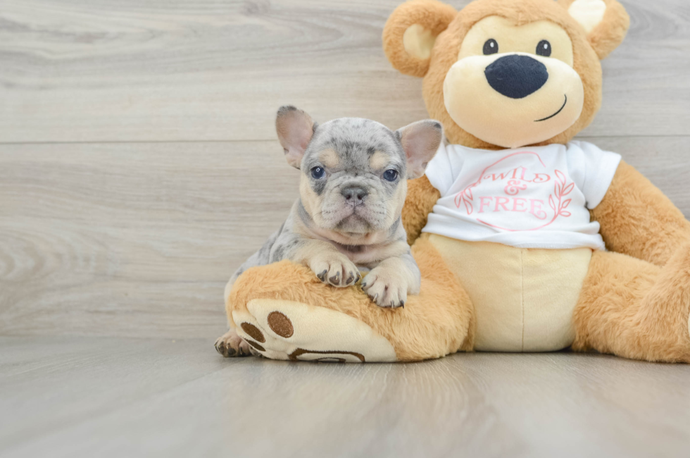 6 week old French Bulldog Puppy For Sale - Premier Pups