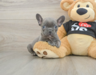 8 week old French Bulldog Puppy For Sale - Premier Pups