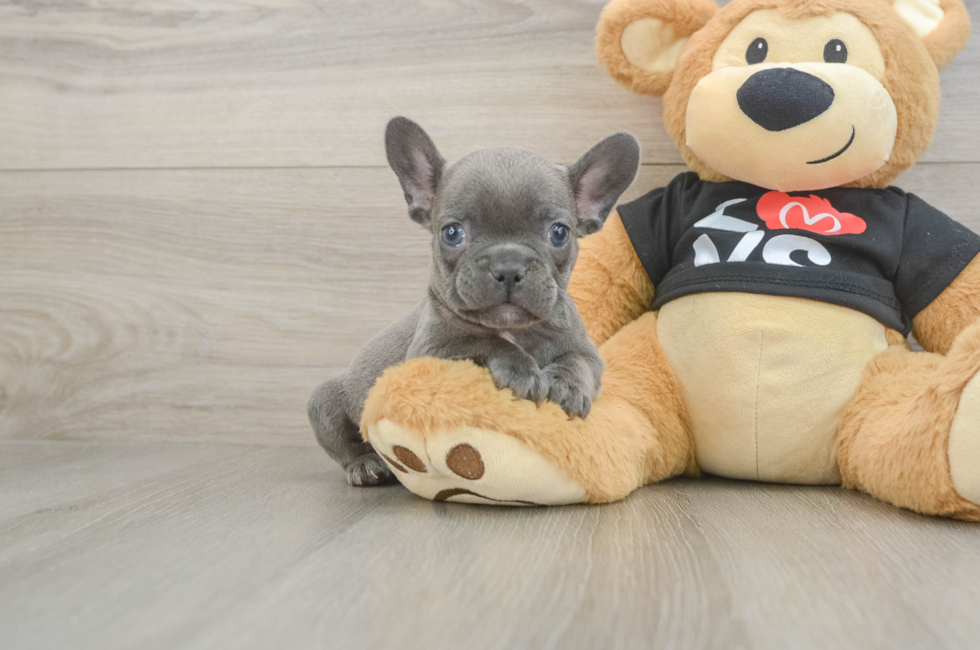 7 week old French Bulldog Puppy For Sale - Premier Pups