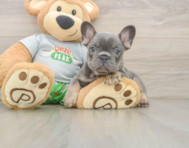 6 week old French Bulldog Puppy For Sale - Premier Pups