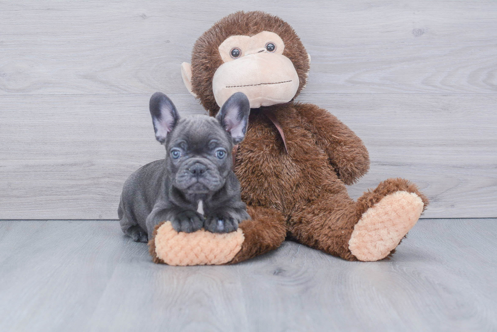 French Bulldog Pup Being Cute