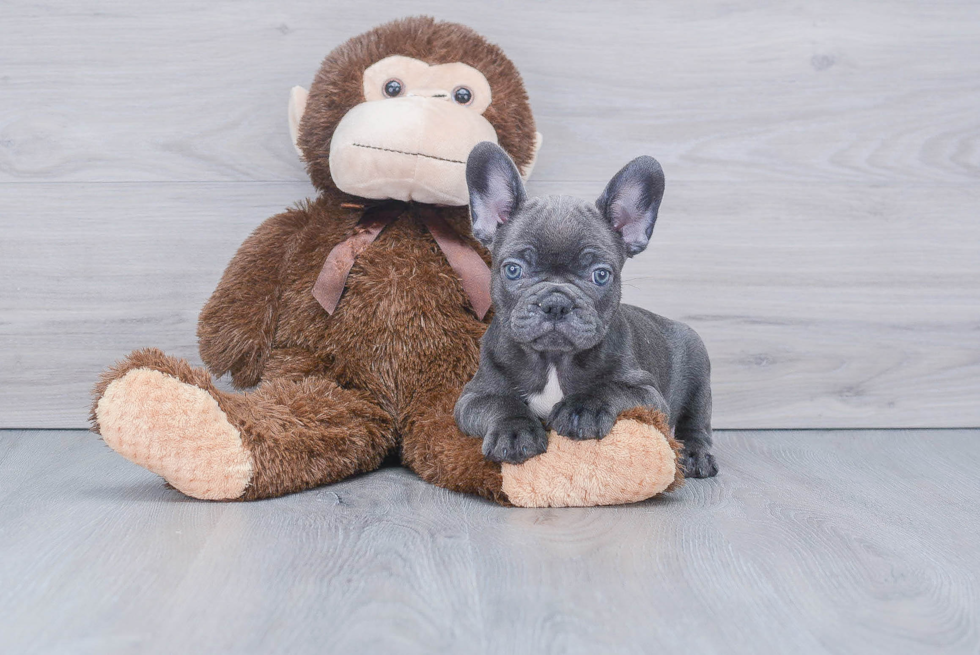 Petite Frenchie Purebred Puppy