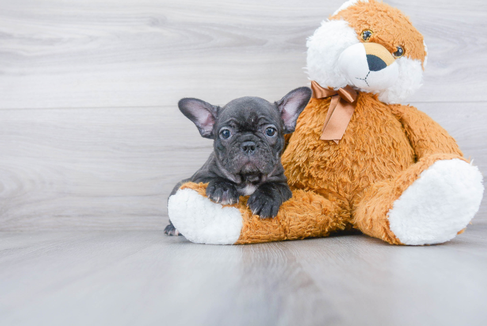 Sweet Frenchie Purebred Puppy