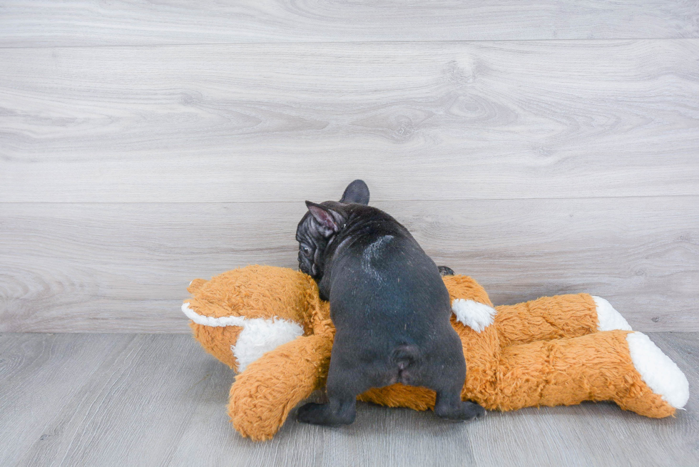 Sweet Frenchie Purebred Puppy