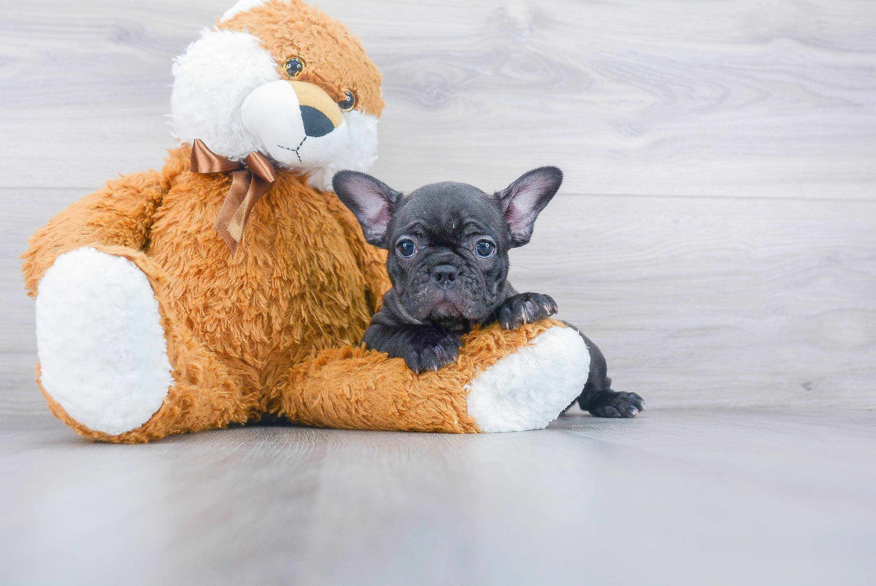 Happy Frenchie Purebred Puppy