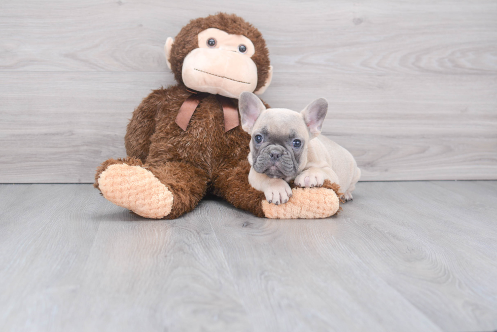 Playful French Bulldog Baby