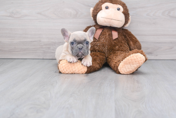 Popular French Bulldog Purebred Pup