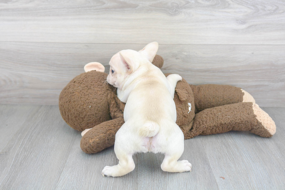 Best French Bulldog Baby