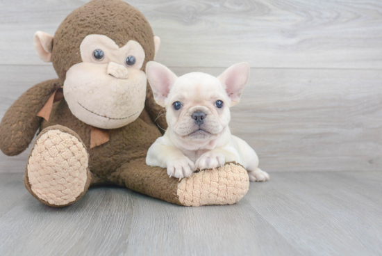 Best French Bulldog Baby