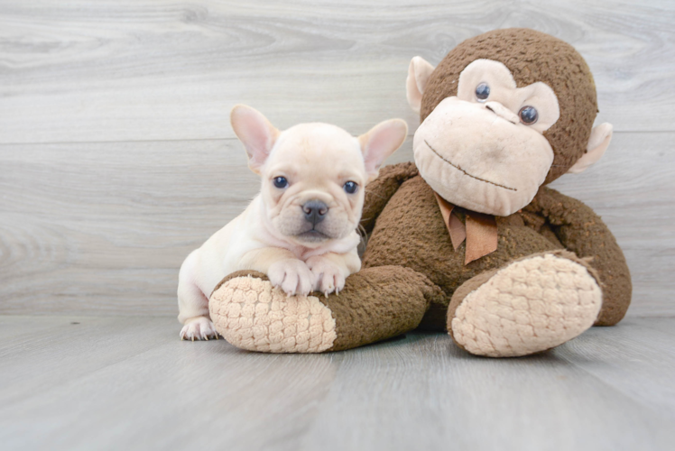 Sweet Frenchie Purebred Puppy