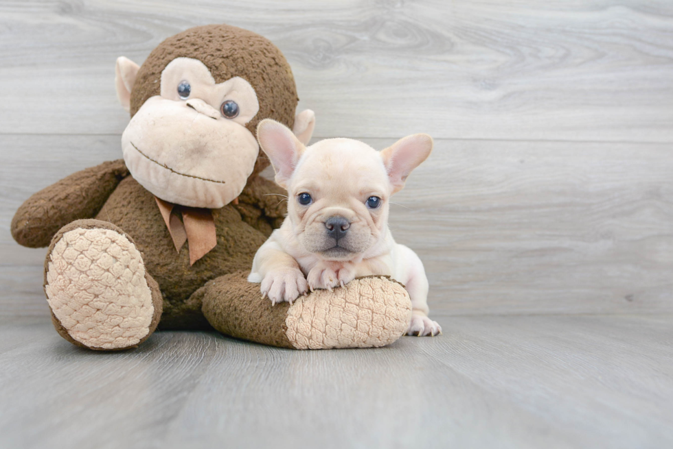 Popular French Bulldog Baby