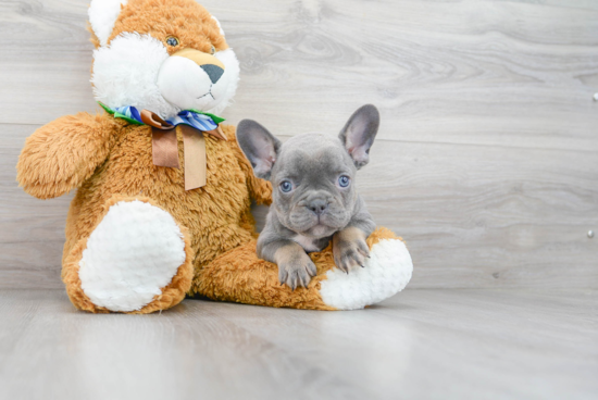 Best French Bulldog Baby