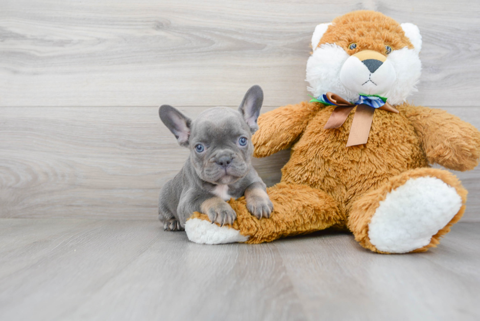 Energetic Frenchie Purebred Puppy