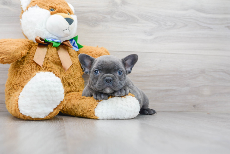 French Bulldog Puppy for Adoption