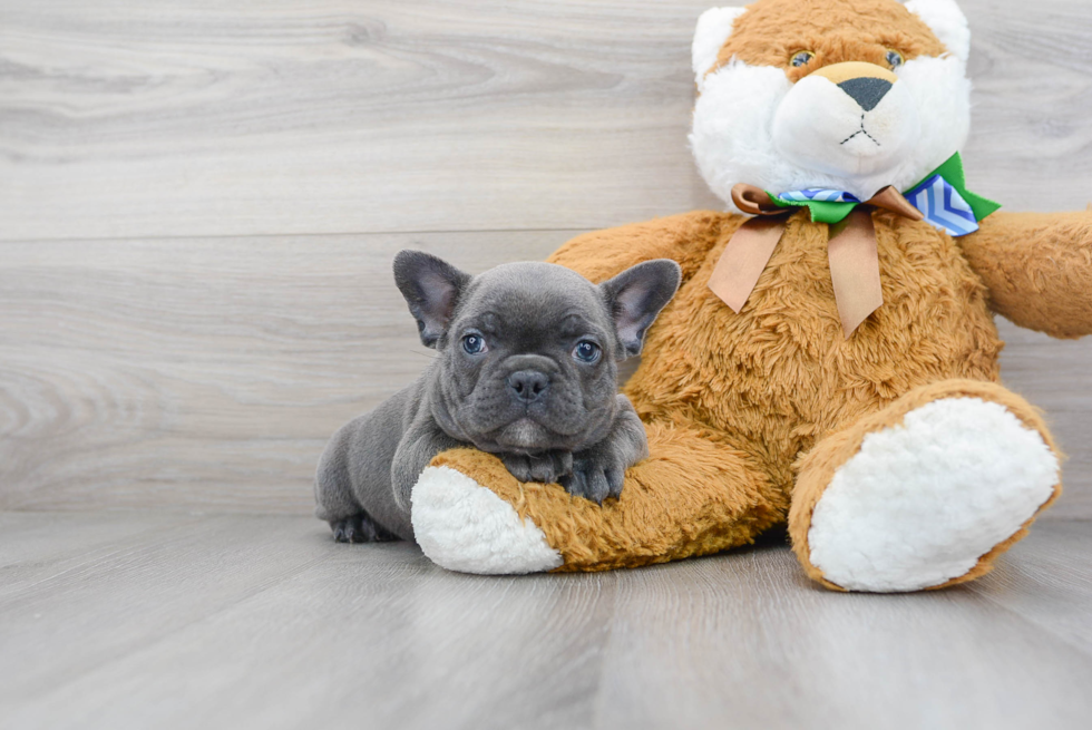 Fluffy Frenchie Purebred Puppy