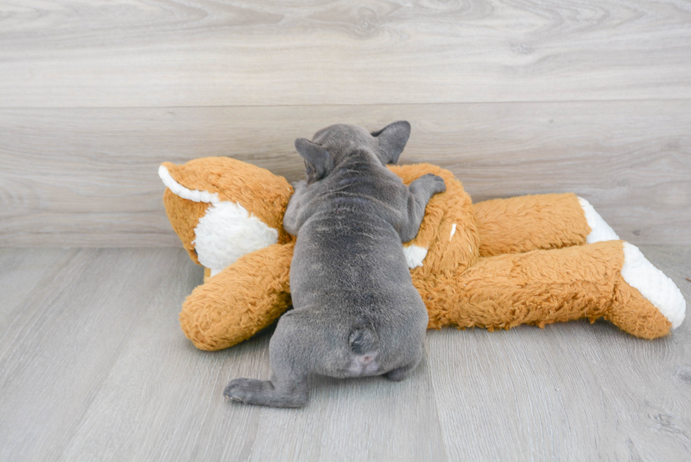 French Bulldog Pup Being Cute