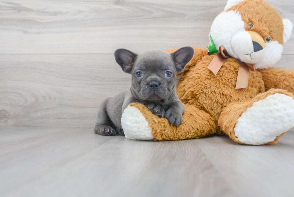 French Bulldog Pup Being Cute