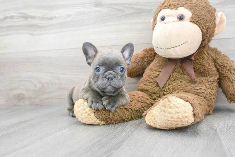 Best French Bulldog Baby
