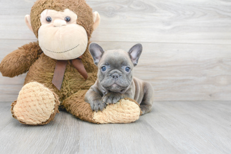 Playful French Bulldog Baby