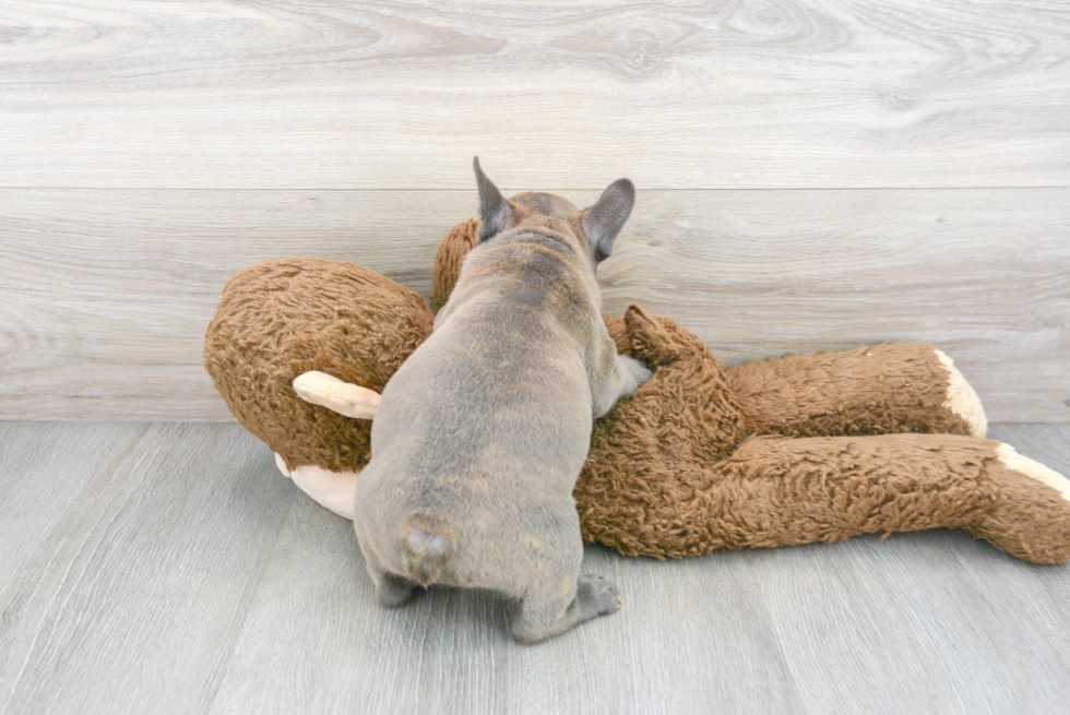 French Bulldog Puppy for Adoption