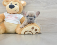 6 week old French Bulldog Puppy For Sale - Premier Pups