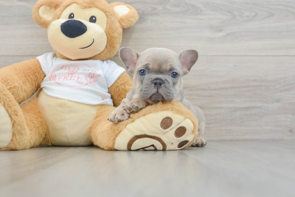 French Bulldog Pup Being Cute