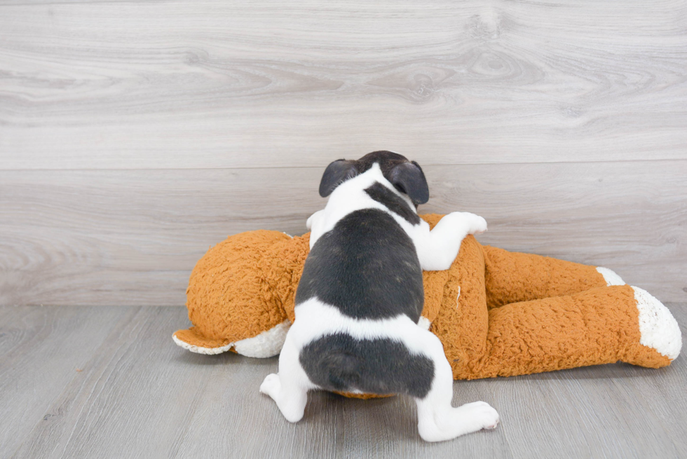 French Bulldog Pup Being Cute