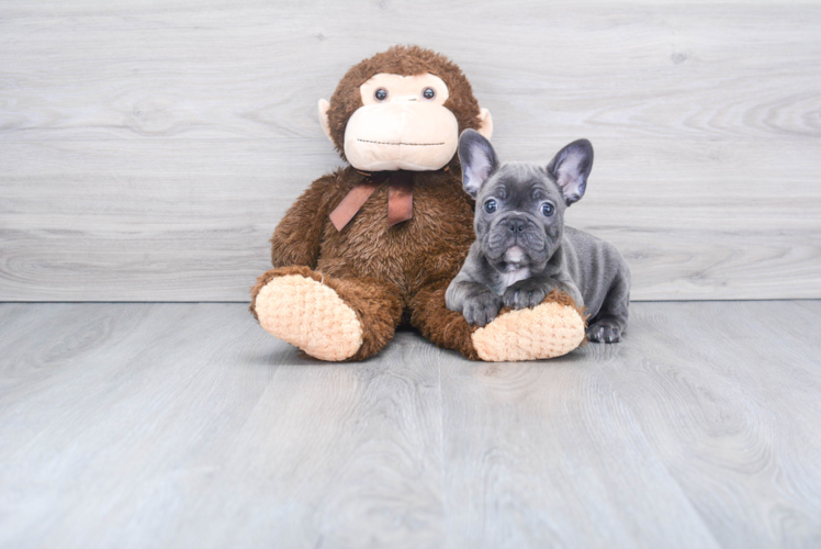 Cute Frenchie Purebred Puppy