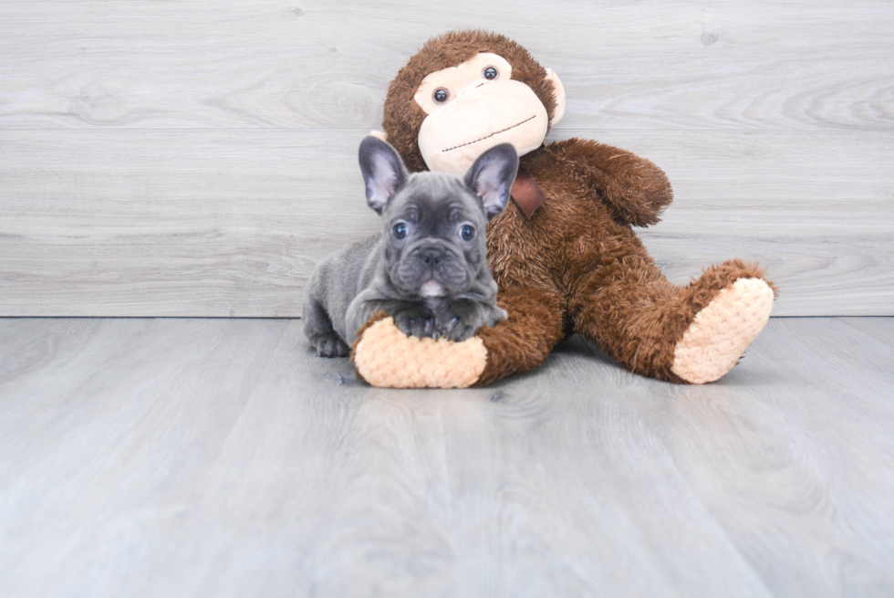 French Bulldog Pup Being Cute