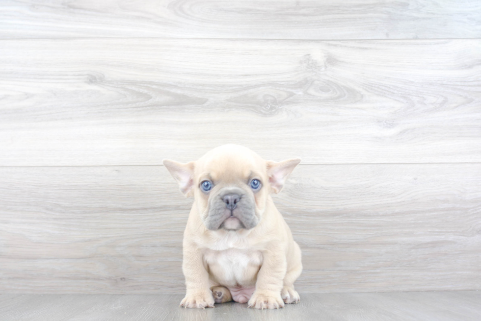 French Bulldog Pup Being Cute