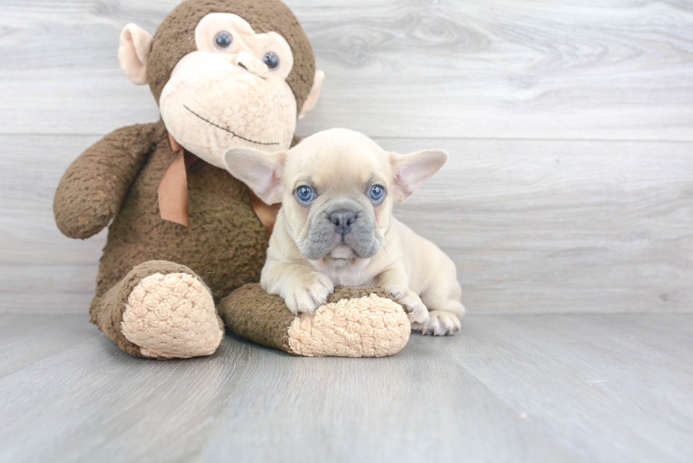 Hypoallergenic French Bulldog Baby