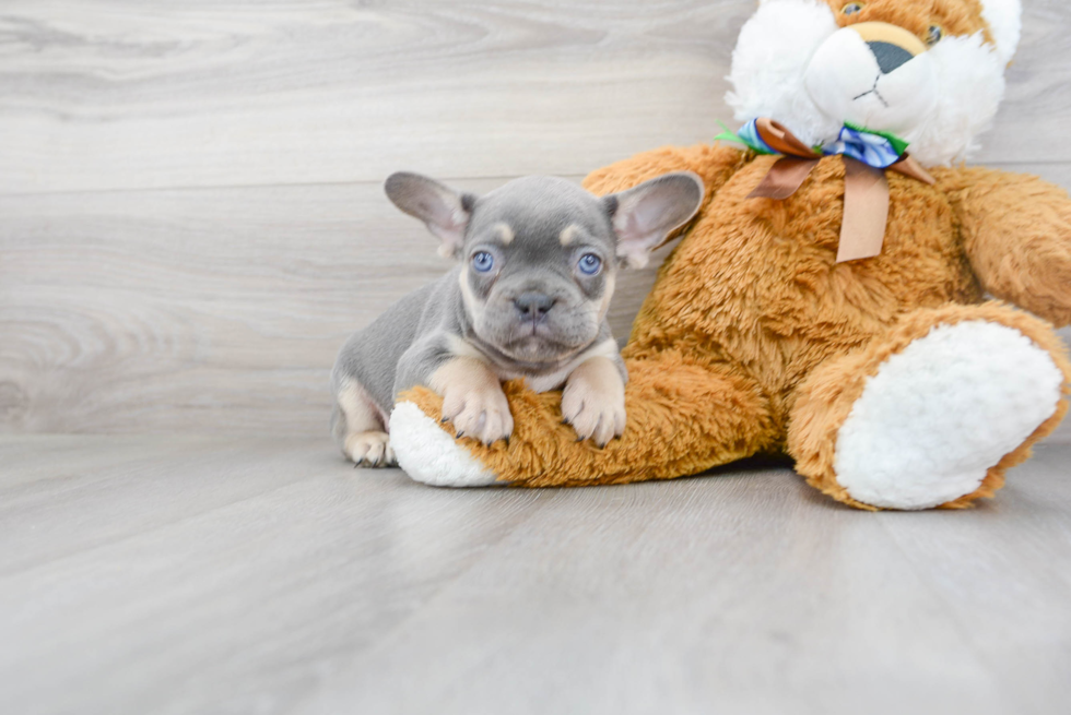 Best French Bulldog Baby