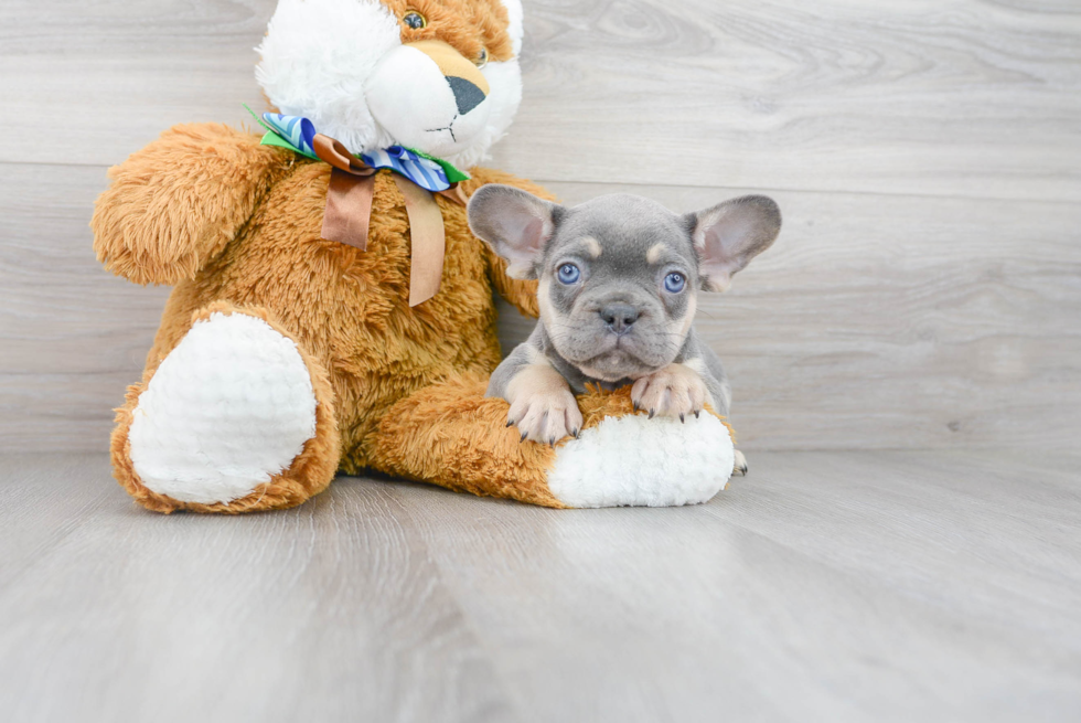 Small French Bulldog Purebred Pup