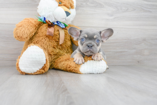 Small French Bulldog Purebred Pup