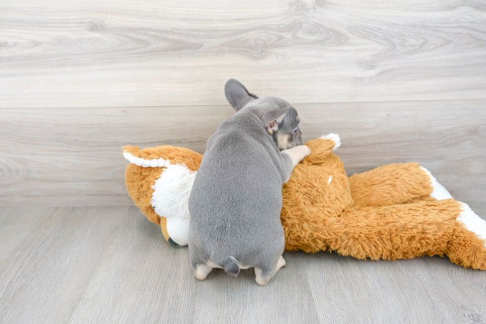 Cute Frenchie Purebred Puppy