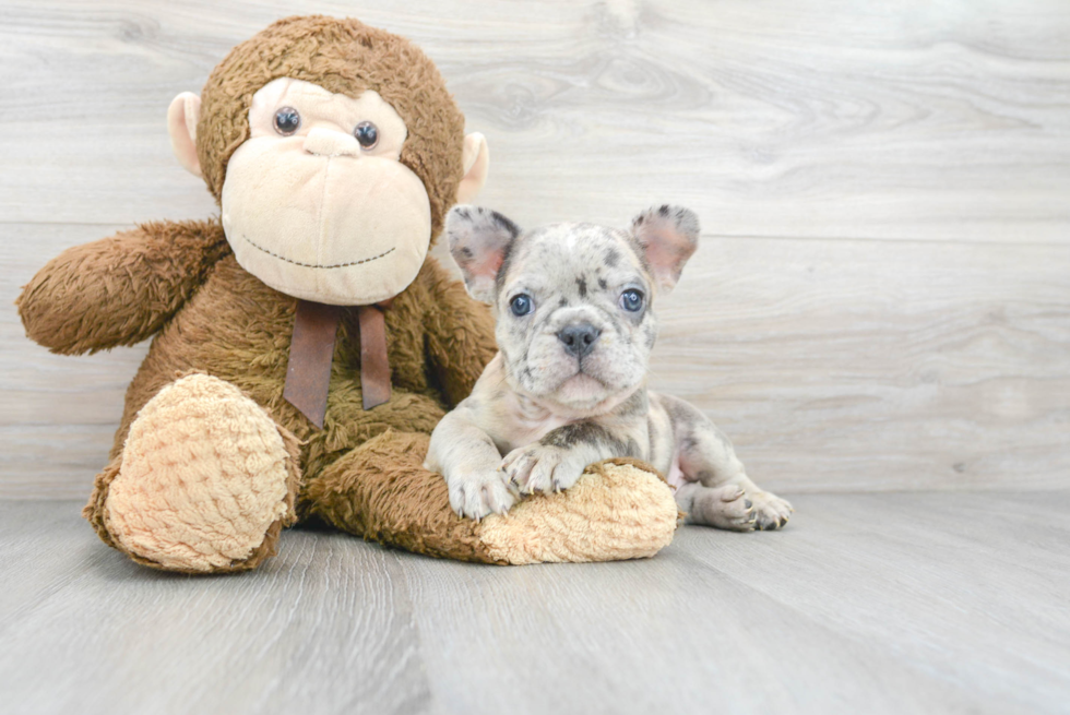 Petite Frenchie Purebred Puppy