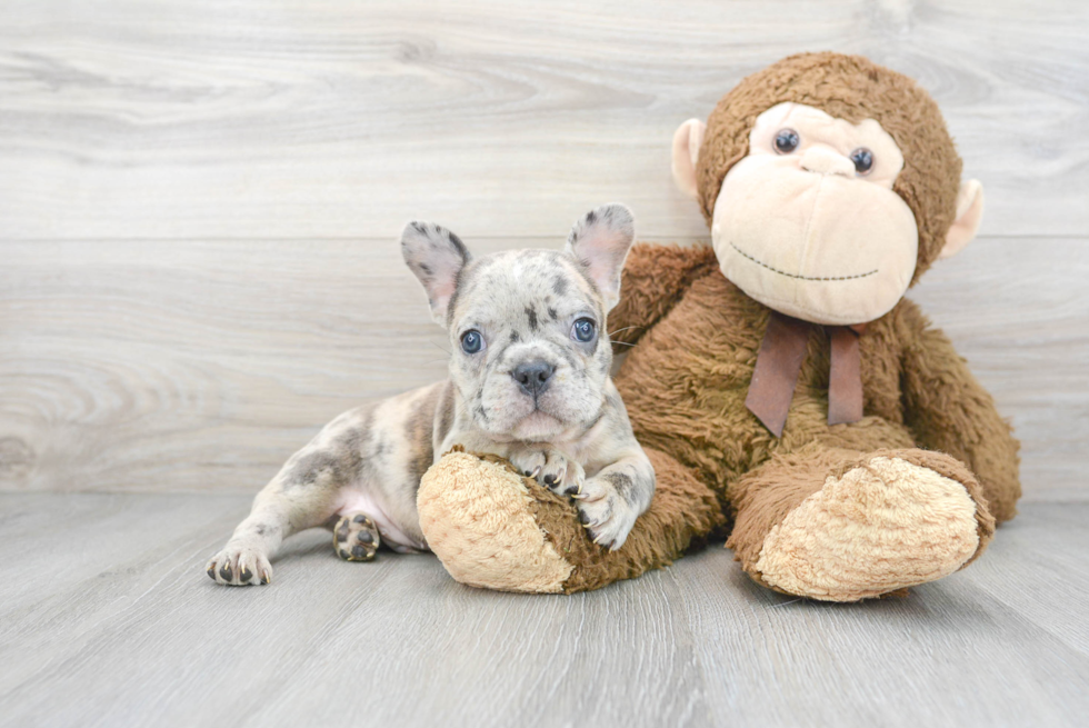 French Bulldog Pup Being Cute