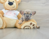 6 week old French Bulldog Puppy For Sale - Premier Pups