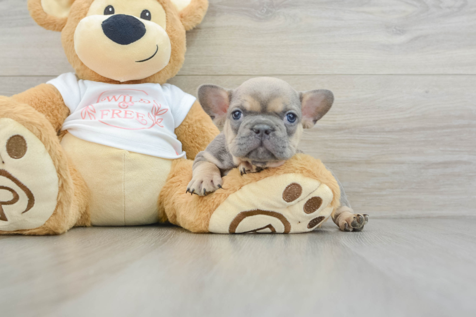 Cute Frenchie Purebred Puppy