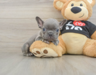 7 week old French Bulldog Puppy For Sale - Premier Pups