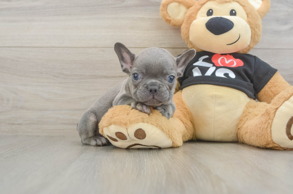 7 week old French Bulldog Puppy For Sale - Premier Pups