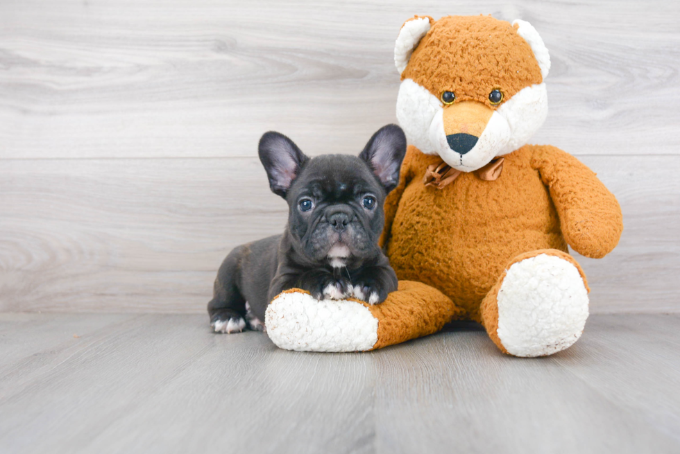 French Bulldog Puppy for Adoption