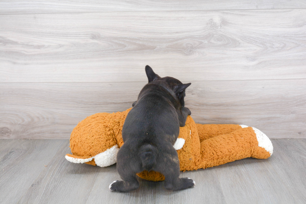 French Bulldog Pup Being Cute